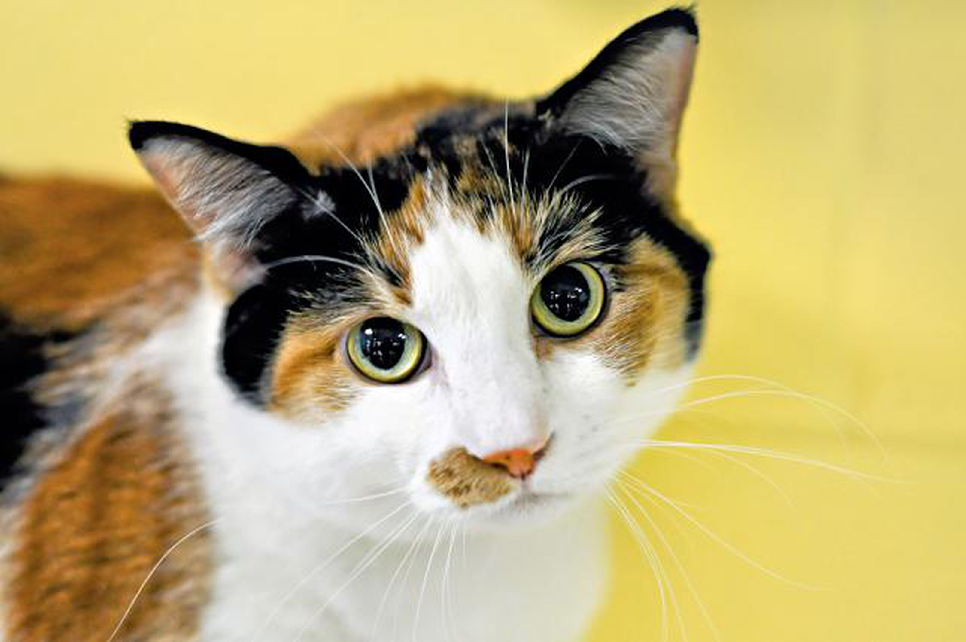 Calico Cat